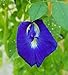 Photo Butterfly Pea Vine Seeds: Rich Royal Blue, Clitoria ternatea, Bunga telang, Edible/Tea and Decorative, Butterfly Garden/Host Plant (20+ Seeds) from USA! review