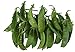 Photo Oregon Giant Snow Pea Seeds- 50 Count Seed Pack - Non-GMO - Finest Tasting, Most Vigorous Snow peas. Use Them for Colorful Tasty stir-Fry Recipes or eat raw. - Country Creek LLC review