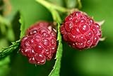 Raspberry Bare Root - 2 Plants - Polana Raspberry Plant Produces Large, Firm Berries with Good Flavor - Wrapped in Coco Coir - GreenEase by ENROOT Photo, new 2024, best price $27.99 review