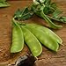 Photo Oregon Sugar Pod II Snow Pea - 50 Seeds - Heirloom & Open-Pollinated Variety, Easy-to-Grow & Cold-Tolerant, Non-GMO Vegetable Seeds for Planting Outdoors in The Home Garden, Thresh Seed Company review