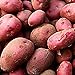 Photo 0pcs Graines de pommes de terre Haute taux de germination Facile à développer des légumes nutritifs et savoureux pour le jardin de la ferme de jardin en croissance pour l'agriculture à la mai Gra examen