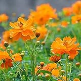 Cosmos Seeds 15+ Orange Crazy Blumensamen von höchster Qualität (Cosmos Sulphureus bipinnatus) für die Gartenpflanzung im Garten im Freien Foto, neu 2024, bester Preis 7,02 € Rezension