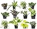 Photo Easy to Grow Houseplants (12 Pack) Live House Plants in Plant Containers, Growers Choice Plant Set in Planters with Potting Soil Mix, Home Décor Planting Kit or Outdoor Garden Gifts by Plants for Pets review