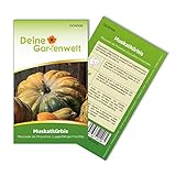 Muskatkürbis Muscade de Provence Samen - Cucurbita moschata - Muskatkürbissamen - Gemüsesamen - Saatgut für 7 Pflanzen Foto, neu 2024, bester Preis 2,19 € (0,31 € / stück) Rezension