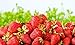 Photo Sweet Red Strawberry Seeds 300pcs for Home Garden Planting review