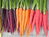 Rainbow Blend Carrot Heirloom Seeds - B258 (150 Seeds, 1/4 Gram) Photo, new 2024, best price $2.99 review