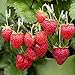 Photo (2000 Seeds)Perpetual Strawberry Four Seasons Strawberry Seeds for Planting04 review
