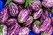 Photo Fairy Tale F1 Eggplant Seeds - Non-GMO - 10 Seeds review