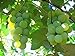 Photo MOCCUROD 50pcs/Bag Green Grape Seeds Fruit Vine Vitis Vinifera Seeds review
