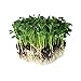 Photo Speckled Pea Sprouting Seeds - 5 Lbs - Certified Organic, Non-GMO Green Pea Sprout Seeds - Sprouts & Microgreens review