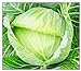 Photo 250 Golden Acre Cabbage Seeds | Non-GMO | Fresh Garden Seeds review