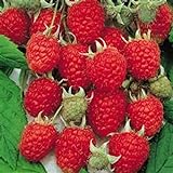 Jumbo Red Raspberry Bush Seeds! SWEET! COMBINED S/H! See Our Store! Photo, new 2024, best price $9.69 review