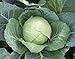 Photo 1,000+ Cabbage Seeds- Copenhagen Market by Ohio Heirloom Seeds review