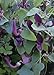 Foto TROPICA - Andalusische Gespensterpflanze (Aristolochia baetica) - 10 Samen Rezension