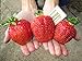 Photo CEMEHA SEEDS - Giant Strawberry Fresca Everbearing Berries Indoor Non GMO Fruits for Planting review
