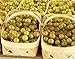 Photo HEIRLOOM NON GMO Giant SCUPPERNONG White Muscadine 5 seeds review