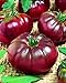 Photo CEMEHA SEEDS - Black Prince Tomato Determinate Non GMO Vegetable for Planting review