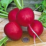 Radish Seed, Champion, Heirloom, Non GMO, 100 Seeds, Perfect Radishes Photo, new 2024, best price $2.99 ($2.99 / Count) review