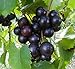Photo 15 Seeds of Purple Black Muscadine Grape review