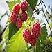 Photo Polka Raspberry - 5 Red Raspberry Plants - Everbearing - Organic Grown - review