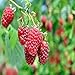 Photo Boyne Raspberry - 5 Golden Raspberry Plants - Everbearing - Organic Grown - review