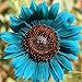 Foto 50 Stück Sonnenblumenkerne zum Pflanzen, Pflanzen im Frühling Sonnenschein bevorzugen blaue Blume Umweltfreundliche Sonnenblumenkerne für Küche, Garten und Balkon – Sonnenblumenkerne Rezension