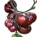 Foto Tomate - Black Krim 10 Samen -Super süße dunkle Fleischtomate- Rezension