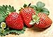 Photo 200pcs Giant Strawberry Seeds, Sweet Red Strawberry Garden Strawberry Fruit Seeds, for Garden Planting review