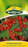 Quedlinburger Tomate 'Balconi Red', 1 Tüte Samen Foto, neu 2024, bester Preis 3,19 € (0,13 € / stück) Rezension