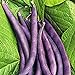 Photo Royal Burgundy Bush Bean Seeds, 30 Heirloom Seeds Per Packet, Non GMO Seeds, Isla's Garden Seeds review