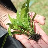 Java Fern Microsorum pteropus Buy 2 Get 1 Free | Beginner Live Aquarium Aquatic Plants Freshwater Plant for Planted Tank , Best Tropical plants for Fish Tanks for Sale Online Photo, new 2024, best price $6.79 review