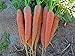 Photo Bulk Organic Carrot Seeds Scarlet Nantes (1/2 Lb) review