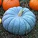 Foto 100 semillas de calabaza unids/bolsa, semillas de calabaza azul nutritivas, raras y deliciosas para plantar en casa, jardín al aire libre 1 Semillas de calabaza azul revisión