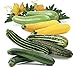 Photo Seeds4planting - Seeds Zucchini Courgette Squash Summer Mix 35 Days Fast Heirloom Vegetable Non GMO review