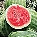 Photo Red Rock Watermelons (Seedless) Seeds (25+ Seeds)(More Heirloom, Organic, Non GMO, Vegetable, Fruit, Herb, Flower Garden Seeds (25+ Seeds) at Seed King Express) review