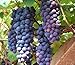 Photo 30+ Thompson Grape Seeds Vine Plant Sweet Excellent Flavored Green Grape review