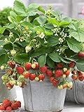 200+ Wild Strawberry Strawberries Seeds - Fragaria Vesca - Edible Garden Fruit Heirloom Non-GMO - Made in USA, Ships from Iowa. Photo, new 2024, best price $7.96 ($0.08 / Count) review