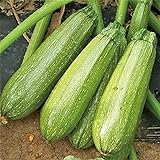Grey Zucchini Squash Seeds | Mexican Gray Calabacita Summer Courgette Kousa / 20 Seeds by OrginBud Photo, new 2024, best price $10.20 review