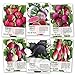 Photo Seed Needs, Multicolor Radish Seed Packet Collection (6 Individual Packets) Non-GMO Seeds review