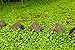 Foto Rasenersatz Bodendecker Dichondra repens silberregen 300 SAMEN -Gras, das nicht tobe gemäht Rezension