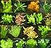 Foto 9 Bunde mit über 60 Aquarium-Pflanzen + Dünger - farbiges Sortiment für 60-100 Liter Aquarien, Wasserpflanzen für alle Aquarienbereiche Rezension