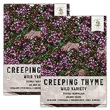 Seed Needs, Wild Creeping Thyme (Thymus serpyllum) Twin Pack of 20,000 Seeds Each Photo, new 2024, best price $13.99 ($0.00 / Count) review