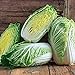 Photo 50+ Count Napa Michihili Heading Cabbage Seed, Heirloom, Non GMO Seed Tasty Healthy Veggie review