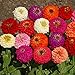 Photo Outsidepride Zinnia Elegans Lilliput Flower Seed Mix - 1000 Seeds review