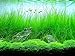 Photo AQUARIUM PLANTS DISCOUNTS Potted Tall Hairgrass by AquaLeaf Aquatics - Easy Aquatic Live Plant review