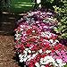 Photo Impatiens Flower Garden Seeds - F1 Dazzler Series - Merlot Mix - 500 Seeds - Annual Flower Gardening Seeds - Impatiens wallerana review