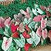 Photo Caladium, Bulb, Fancy Mix, Pack of 10 (Ten), Easy to Grow, Colorful Mix, HOSTA review