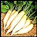 Photo Radish Seeds for Planting | Non-GMO White Icicle Radish Seeds | Planting Packets Include Planting Instructions review