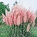 Foto 3 x Cortaderia selloana ‚Rosea' 1 Liter (Ziergras/Gräser/Stauden) Pampasgras ab 3,19 € pro Stück Rezension