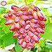 Foto 50pcs/bag Seltene Finger Traubenkernen, erweiterte Fruchtsamen, 4 Natürliches Wachstum Trauben Köstliche Bonsai Topfpflanzen für Hausgarten Rezension